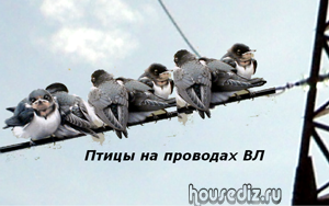 Птицы на проводах ВЛ