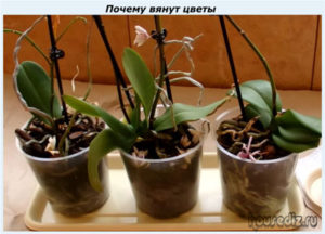 Почему вянут цветы Почему вянут цветы
