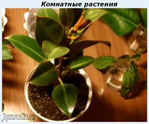Комнатные растения