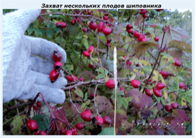 Захват нескольких плодов шиповника