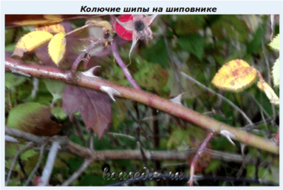 Колючие шипы на шиповнике