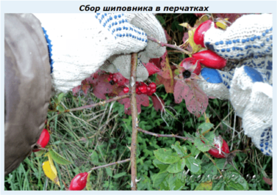 Сбор шиповника в перчатках