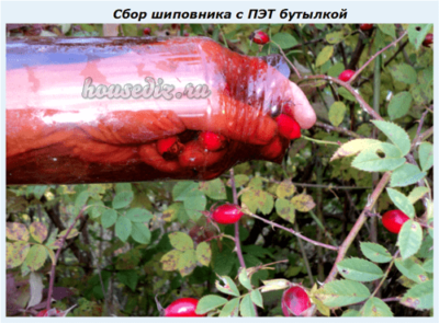 Сбор шиповника с ПЭТ бутылкой