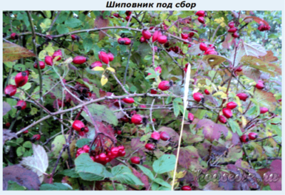 Шиповник сбор