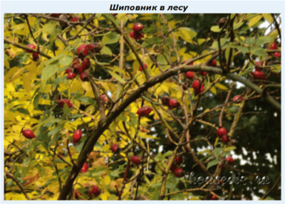 Шиповник фото