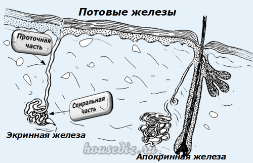 Потовые железы