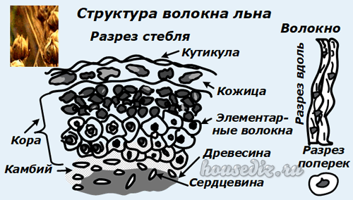 Структура волокна льна