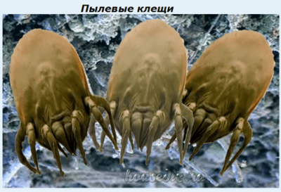 Пылевые клещи