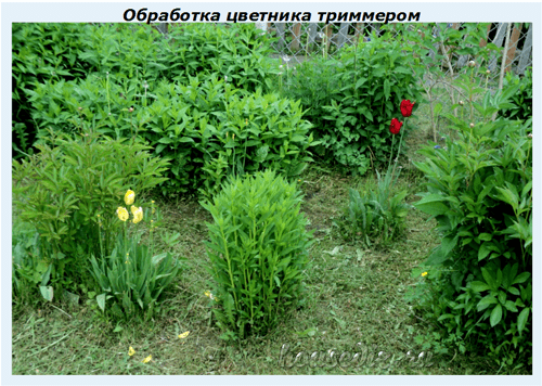 Обработка цветника триммером