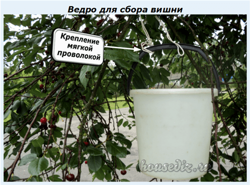 Ведро для вишни Ведро для сбора вишни