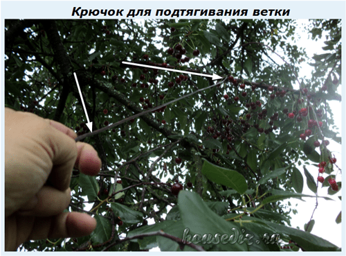 Крючок для ветки Крючок для подтягивания ветки