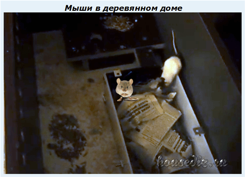 Мыши в деревянном доме Мыши в деревянном доме