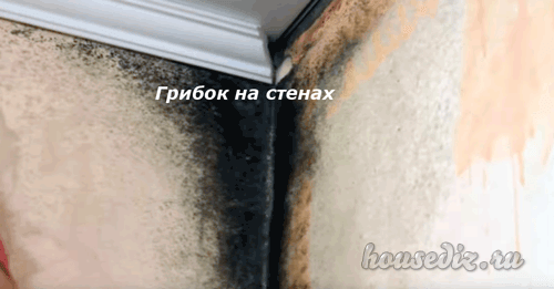 Грибок на стенах