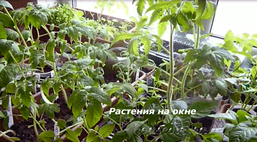Растения на окне Рассада на окне