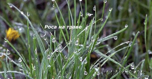 Роса на лугу Роса на траве