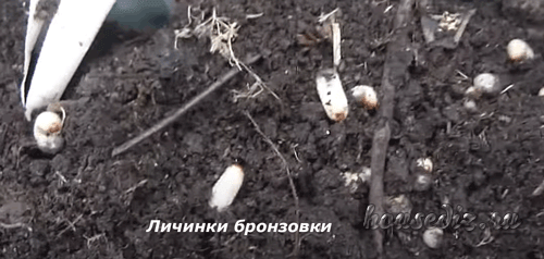 Личинки жука бронзовки Личинки бронзовки